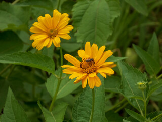 Pair of Bright Yellow False Sunflowers with a Pollinating Insect