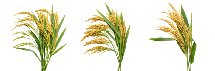 Set For Three bunches of golden rice stalks isolated on transparent background create a natural scene