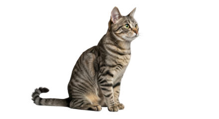 Isolated Gray Cat Sitting