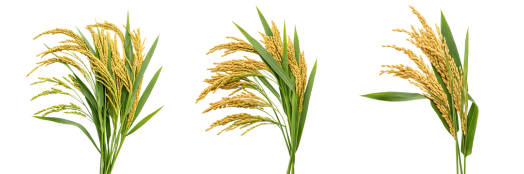 Set For Three bunches of golden rice stalks isolated on transparent background create a natural scene