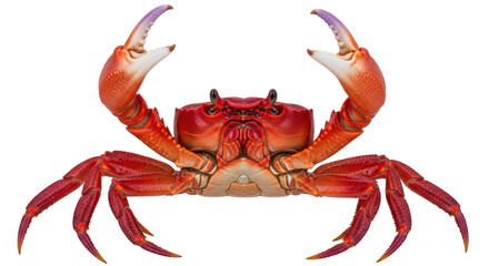Isolated Red Crab