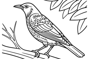 coloring page line art the starling black vector