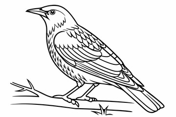 coloring page line art the starling black vector