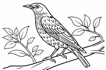 coloring page line art the starling black vector