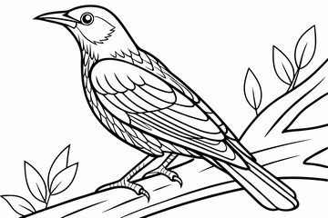 coloring page line art the starling black vector