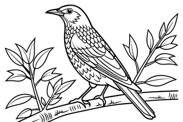 coloring page line art the starling black vector