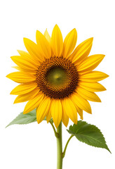 Obraz premium Close-up Yellow Sunflower - Sunflower Center Detail | Flower Macro | Natural Sunflower | Blooming Sunflower | Garden Flower