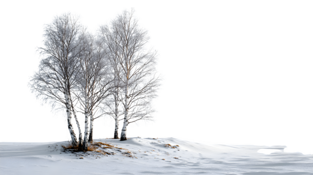 Birch trees in a snow-covered landscape isolated on transparent background