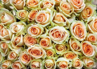 A bouquet of cream roses in full bloom, close-up