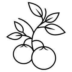 Detailed line art illustration of a healthy tomato plant with leaves and ripening fruit isolated on white background