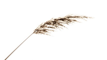 Dried Reeds Plant Stem on White Background