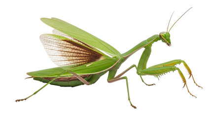 Isolated Praying Mantis with Open Wings