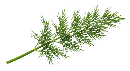 Isolated Fresh Dill Sprig