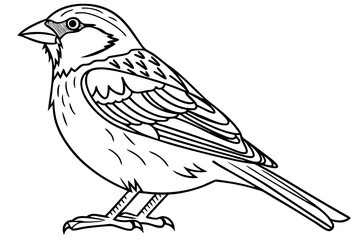 coloring page line art the sparrow black vector