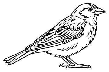 coloring page line art the sparrow black vector