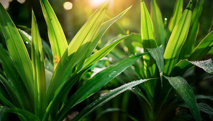 Obraz premium dew covered pandan plants growing in shade calm and aromatic scene air filled with freshness