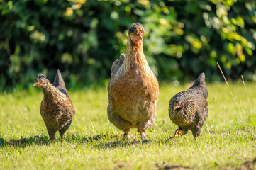 Organic wild chickens on grass field 2025