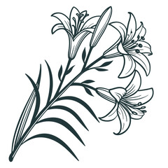 black and white  xylobium squalens