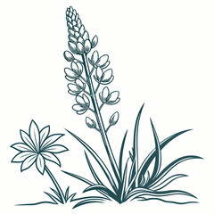 black and white xerophyllum