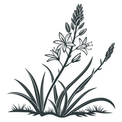 black and white xerophyllum asphodeloides