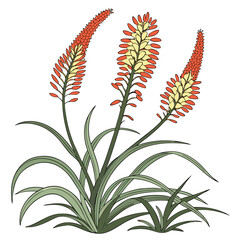 vector illustration of xanthorrhoea latifolia