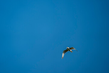 Herring gull flying past 2025 Denmark