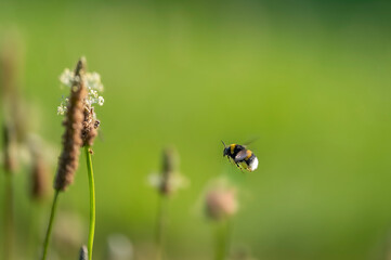 A humming bass in ecological area