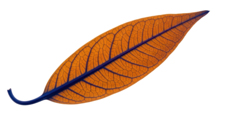 Isolated Golden Leaf with Blue Veins