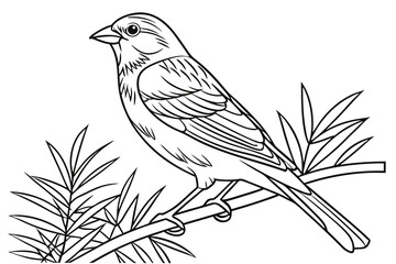 coloring page line art the canary black vector