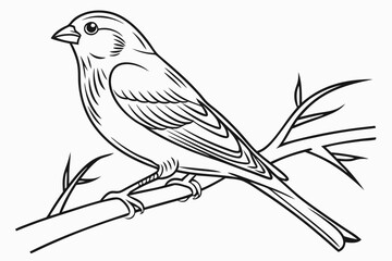 coloring page line art the canary black vector
