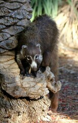 Coatimundi 