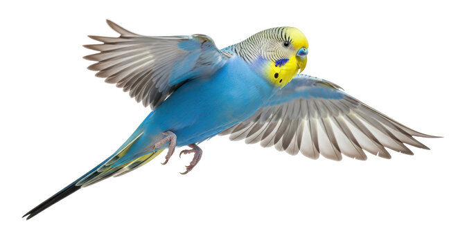 Isolated Budgie