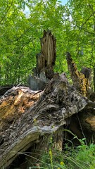 old tree stump