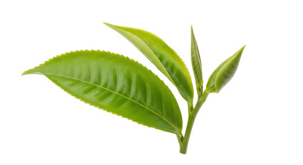 Isolated Fresh Green Tea Leaves