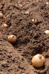 soil preparation and yellow onions for planting during farming in the garden