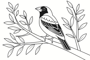 coloring page line art the finch black vector