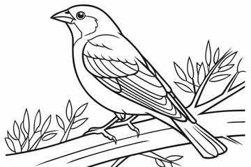 coloring page line art the finch black vector © ofel