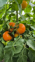 tomato on a tree