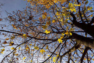 few maple leaves against the blue sky in sunny weather close up