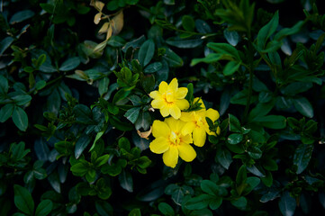 yellow flowers in the garden