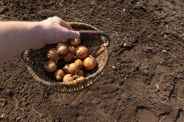a basket and onions in the field, the soil and yellow onions for planting during farming in the...