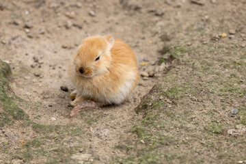 red rabbit in a yard with lots of holes close up, one small rabbit on the ground in a yard without grass