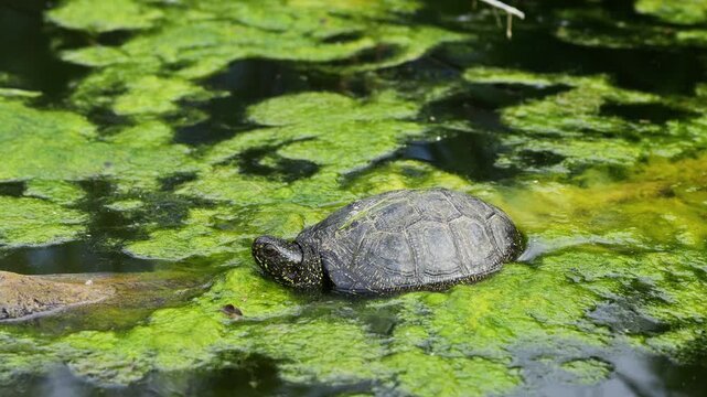 4K video of turtle on grass and in pond. Reptile moving between land and water in natural habitat. Wildlife nature animal behavior and outdoor environment captured in detail. Small turtle on the grass