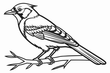 coloring page line art the jay bird black vector
