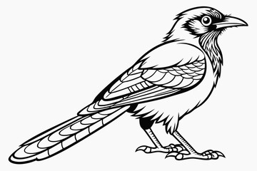 coloring page line art the jay bird black vector