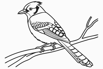 coloring page line art the jay bird black vector