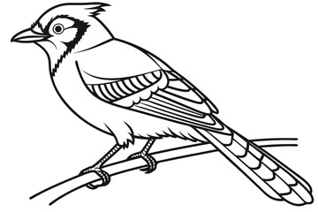 coloring page line art the jay bird black vector