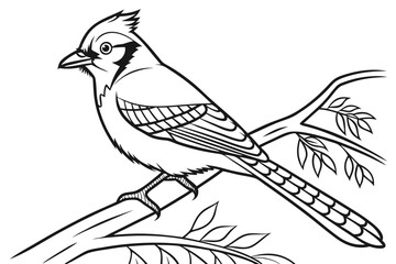 coloring page line art the jay bird black vector