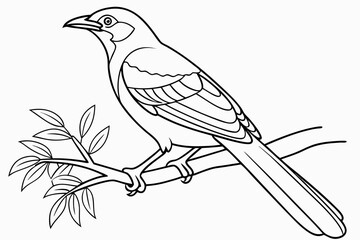 coloring page line art the jay bird black vector