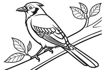 coloring page line art the jay bird black vector